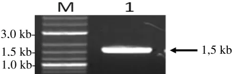 Gambar 8. Elektroforesis hasil isolasi promoter  -Aktin Ikan Mas (1) dan (M) marker ukuran fragmen DNA 2-log ladder (Biolabs, New England)