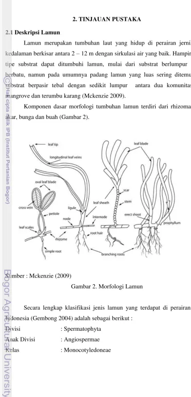Gambar 2. Morfologi Lamun 