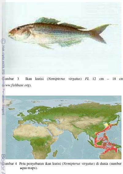 Gambar 3  Ikan kurisi (Nemipterus virgatus) FL 12 cm – 18 cm  