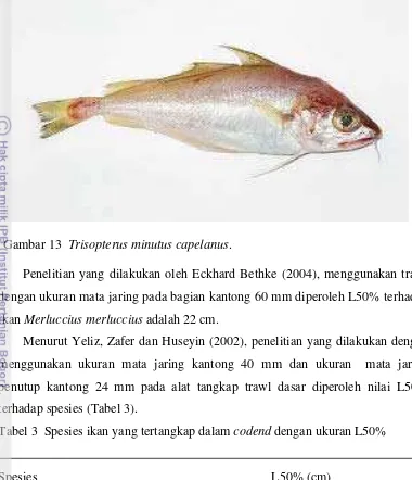 Tabel 3  Spesies ikan yang tertangkap dalam codend dengan ukuran L50% 