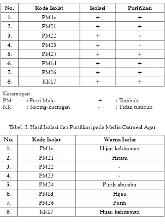 Tabel. 3. Hasil Isolasi dan Purifikasi pada Media Oatmeal Agar