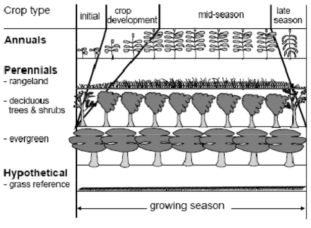 Gambar 4. Tahap pertumbuhan tanaman