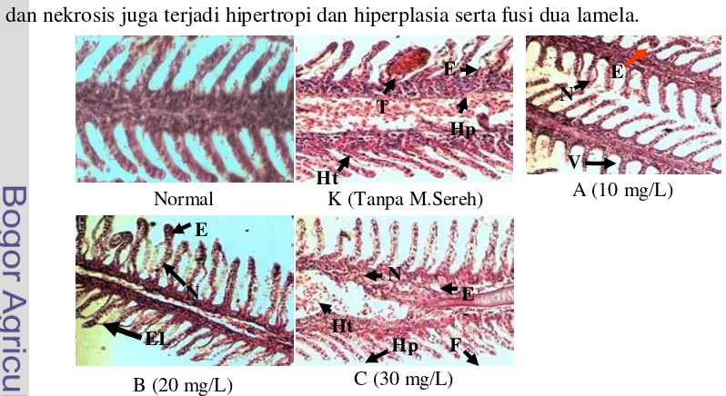 Gambar 7   Perubahan histopatologi insang ikan kerapu macan pasca transportasi  
