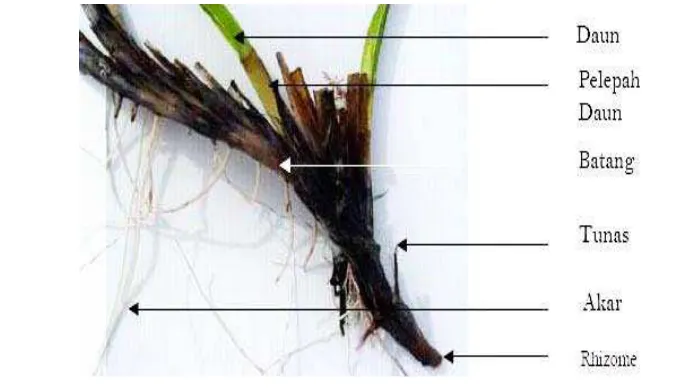 Gambar 2  Morfologi lamun (Community Environment Network 2005). 