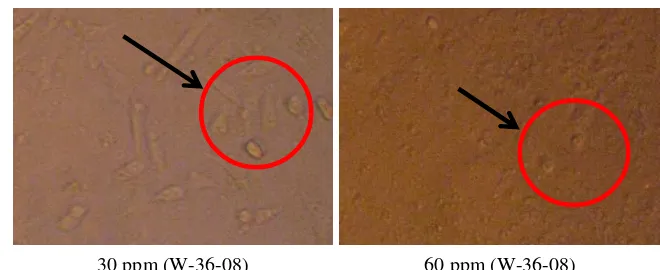 Gambar 8 Sel uji T47D setelah perlakuan ekstrak kasar W-19-08 pada konsentrasi 30 ppm dan 60 ppm (morfologi sel uji T47D yang berubah ditunjukkan dalam lingkaran merah)