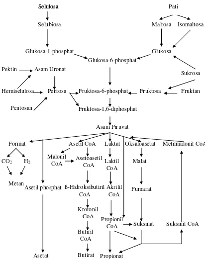Gambar 6.  Proses Metabolisme Karbohidrat di dalam Rumen Ternak Ruminansia  (McDonald et al., 2002) 