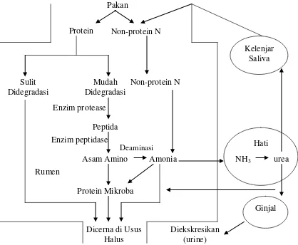 Gambar 7.  Proses Metabolisme Protein di dalam Rumen Ternak Ruminansia (McDonald et al., 2002) 