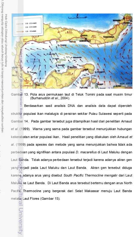 Gambar 13.  Pola arus permukaan laut di Teluk Tomini pada saat musim timur 
