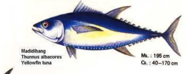 Gambar 1. Ikan tuna Albacore (Thunnus alalunga) (BBPMHP 1999). 