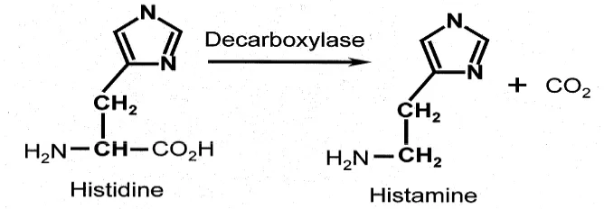 Gambar 5. Perubahan struktur kimia histidin menjadi histamin (Keer et al. 2002 ) 