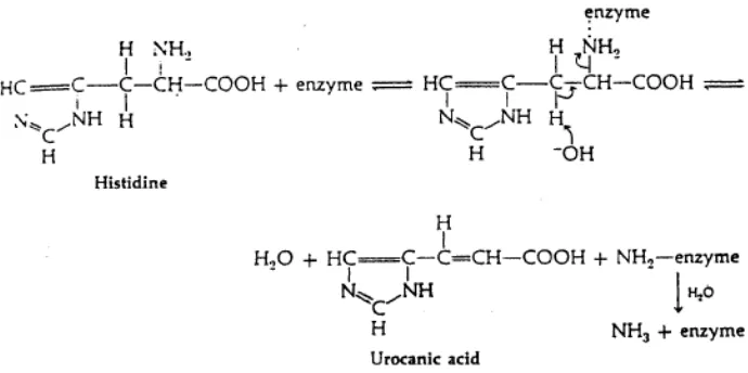 Gambar 9. Degradasi histidin menjadi urocanic acid dan amonia oleh HAL (White et al. 1973 diacu dalam Lehane and Olley 1999) 