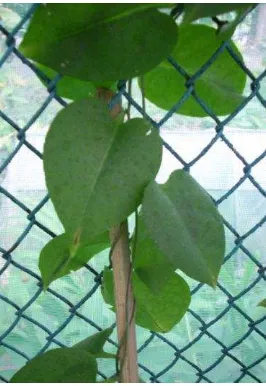 Gambar 1  Binahong (Anredera cordifolia [Ten.] Steenis). 