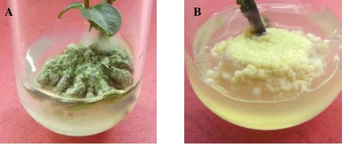 Gambar 3  Eksplan binahong yang terkontaminasi oleh (A) jamur, (B) bakteri. 
