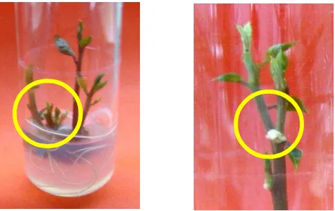 Tabel 5   Pengaruh pemberian perlakuan terhadap rata-rata jumlah tunas adeventif tanaman binahong (Anredera cordifolia [Ten.] Stenis) pada akhir pengamatan (8 MST) 
