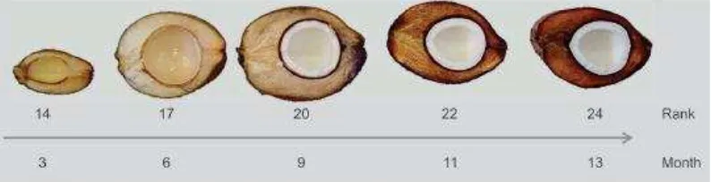 Gambar 2. Perkembangan buah kelapa 