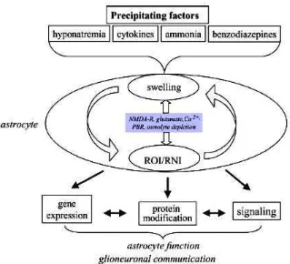 Gambar 2.3 Patogenesis ensefalopati hepatik (Haussinger & Schliess, 2005) 