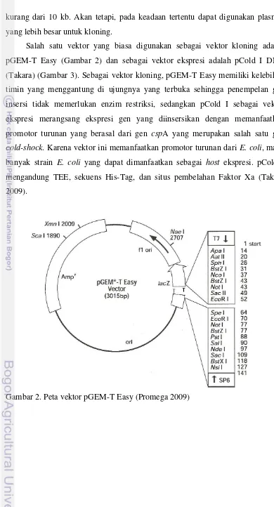 Gambar 2. Peta vektor pGEM-T Easy (Promega 2009) 