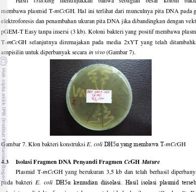 Gambar 7. Klon bakteri konstruksi E. coli DH5α yang membawa T-mCcGH 