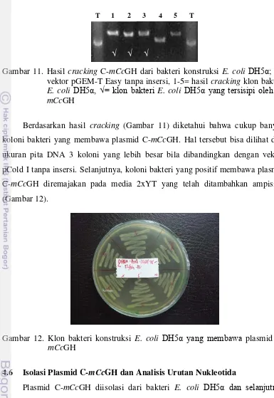 Gambar 11. Hasil cracking C-mCcGH dari bakteri konstruksi E. coli DH5α; T= 