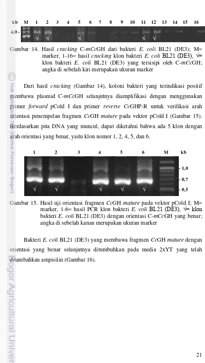 Gambar 14. Hasil cracking C-mCcGH dari bakteri E. coli BL21 (DE3); M= 