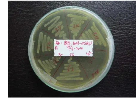 Gambar 16. Klon bakteri E. coli BL21 (DE3) yang membawa konstruksi plasmid 