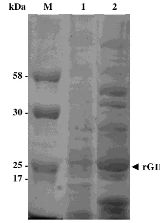 Gambar 17. Hasil SDS-PAGE protein rGH; M= marker, 1= protein dari bakteri E. 