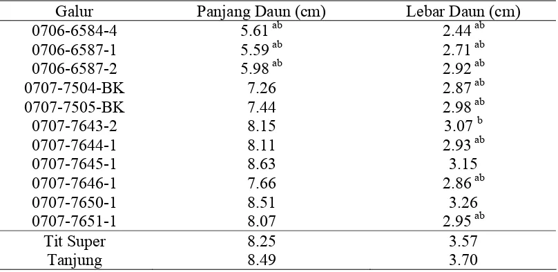 Tabel 11. Rata-Rata Panjang Daun dan Lebar Daun Galur  yang Dievaluasi Dibandingkan Tit Super dan Tanjung 