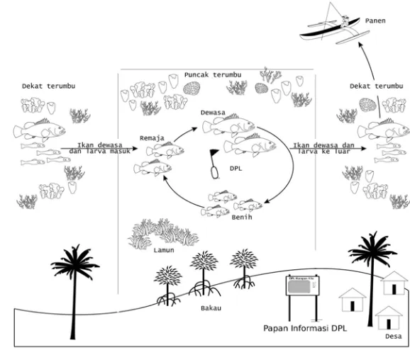 Gambar 4. DPL sebagai terumbu karang sumber dan penampung 
