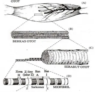 Gambar 3. Diagram Struktur otot (Soeparno, 2005) 