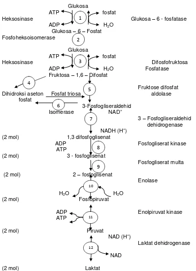 Gambar 5. Daur Glikolisis (Soeparno, 2005) 