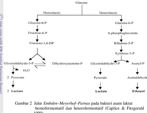 Gambar 2  Jalur Embden–Meyerhof–Parnas pada bakteri asam laktat  