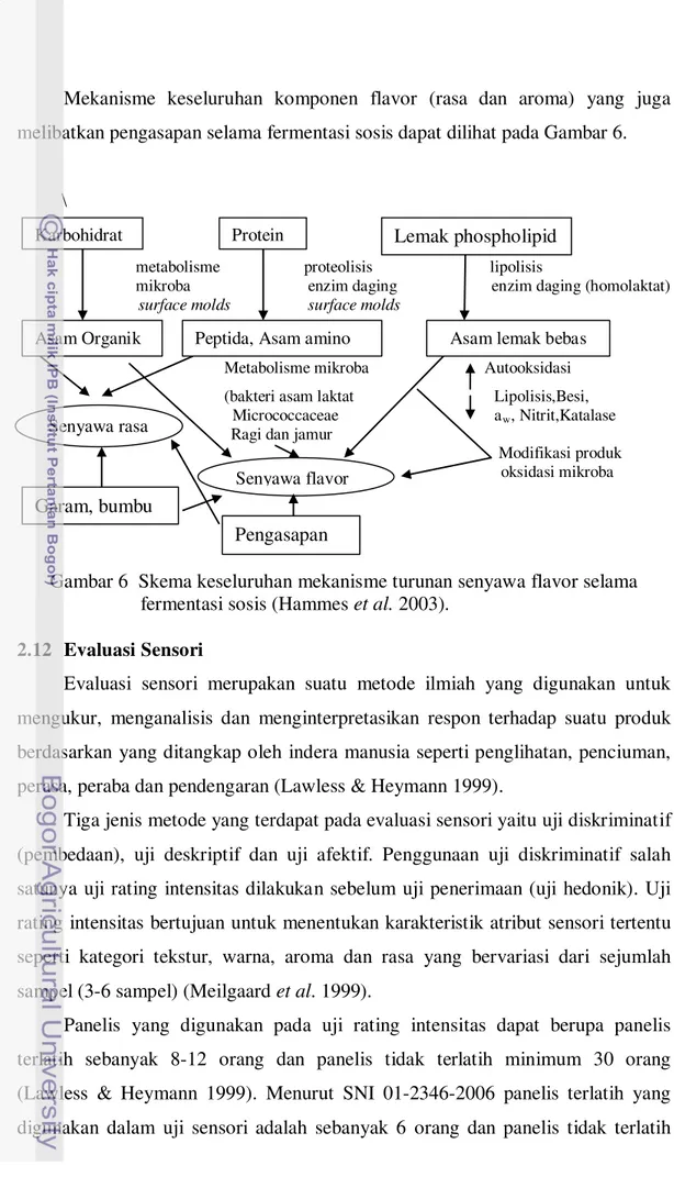 Gambar 6  Skema keseluruhan mekanisme turunan senyawa flavor selama                                  fermentasi sosis (Hammes et al