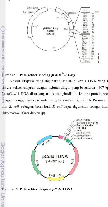 Gambar 1. Peta vektor kloning pGEM®-T Easy  