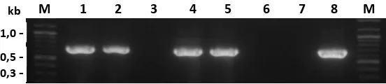 Gambar 12. Produk PCR dalam uji orientasi ligasi fragmen DNA mGH pada 