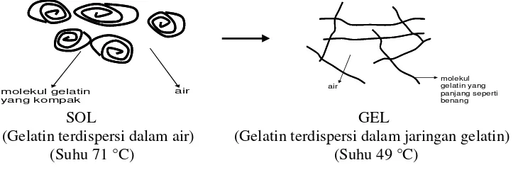Gambar 2. Proses pembentukan gel pada gelatin (deMan 1997). 