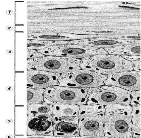 Figure 2.2: Structure of epidermis t.Boruy layer (stratum corueam), 2.Clear layer (stratum lacidum), 3.Granular layer (stratum granulosum), 4.Priclde cell layer (stratum 