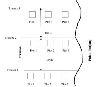 Gambar 4. Transek garis dengan plot dari pinggir perairan kearah darat untuk pengamatan vegetasi mangrove