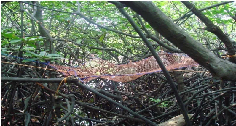 Gambar 5. Jaring serasah (Litter-trap) untuk menangkap serasah mangrove 