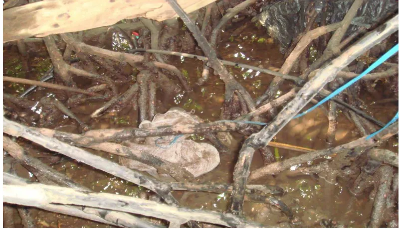 Gambar 6. Litter-bag yang diikatkan pada akar daun mangrove (kantong serasah yang digunakan untuk pengamatan laju dekomposisi serasah daun mangrove), pengambilan foto dilakukan pada saat surut