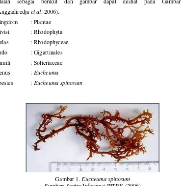 Gambar 1. Eucheuma spinosum  Sumber: Sentra Informasi IPTEK (2006) 