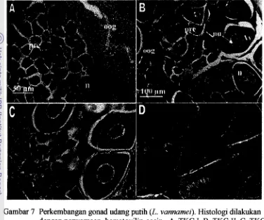 Gambar 7 Perkembangan gonad udang putih (L. vannamei). Histologi dilakukan 