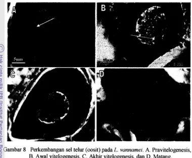 Gambar 8 Perkembangan sel telur (oosit) pada L. vannamei. A. Pravitelogenesis, 