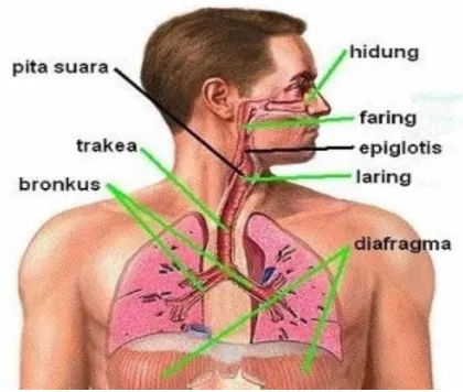 Gambar 5. Anatomi sistem pernapasan 