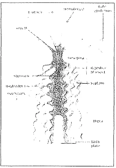 Gambar 3. Morfologi Octocorallia (Bayer 1956) 