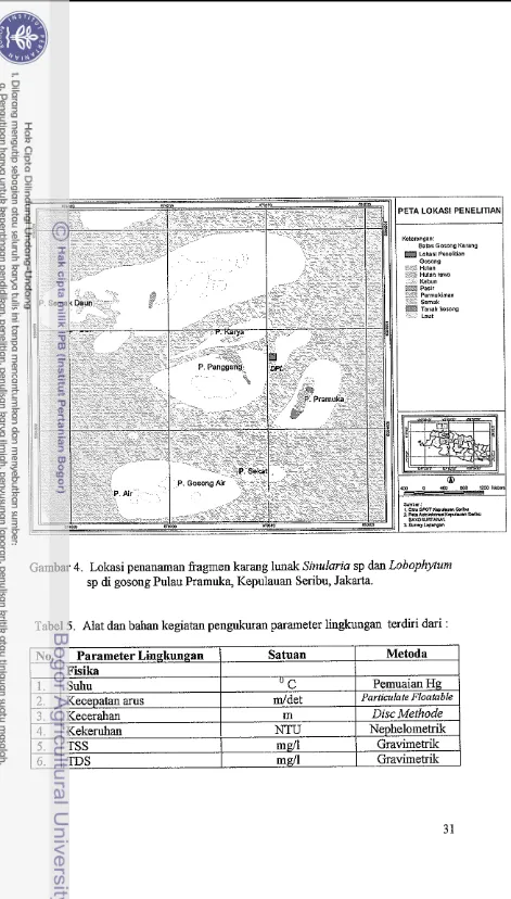 Gambar 4. Lokasi penanaman fragmen karang lunak Sinularia sp dan Lobophyturn 