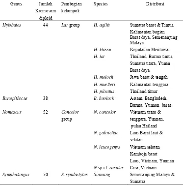 Tabel 1 Klasifikasi Gibbon berdasarkan jumlah kromosom (Geissmann 2002) 
