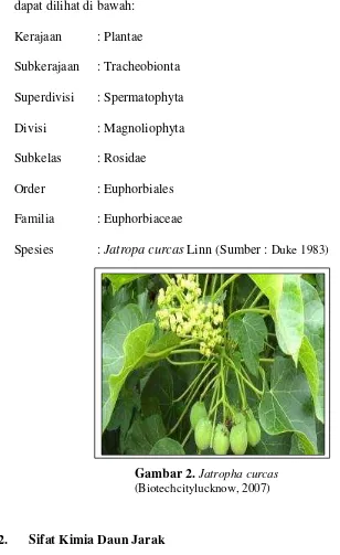 Gambar 2. Jatropha curcas 