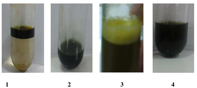Gambar 4. Penapisan Fitokimia ekstrak n-heksan daun J.curcas Penapisan Fitokimia ekstrak etilasetat daun J.curcas (1) Uji Alkaloid dengan pereaksi Dragendorff (2) Uji Steroid dengan pereaksi Liberman Burcard (3) Uji Saponin dengan air (4) Uji Tanin dengan 