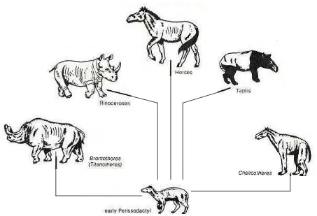 Gambar 2 Garis evolusi ordo Perissodactyla (Ricci 1985) 