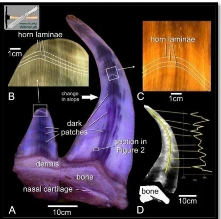 Gambar 4 Struktur interna cula badak Sumatera dengan CT-Scan A. Letak cula anterior dan posterior pada dasar epidemis, B